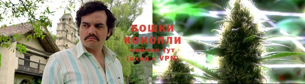сатива Волоколамск